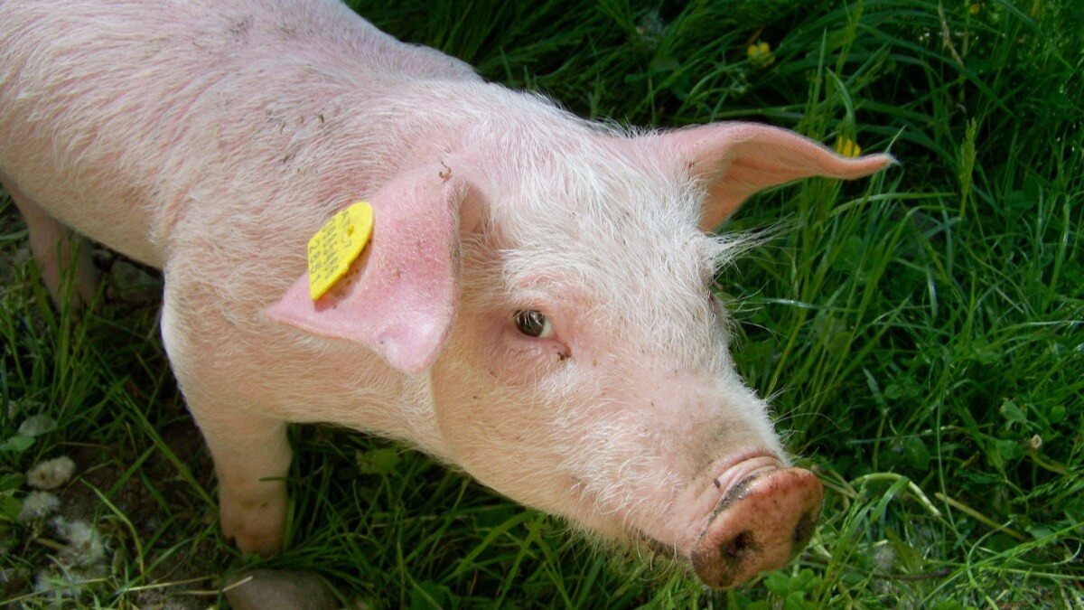 L’association PETA appelle à arrêter les insultes avec des noms...